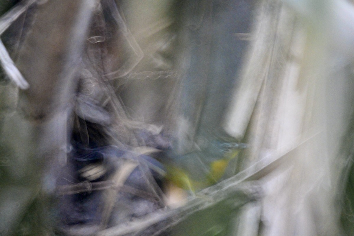 Fan-tailed Warbler - ML616206151