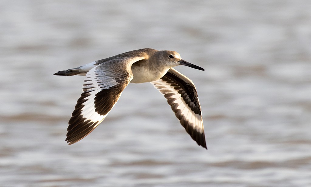 Willet - ML616206152