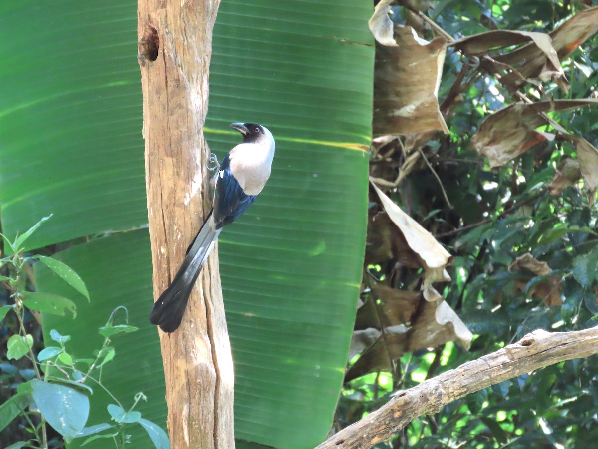 Gray Treepie - ML616206164