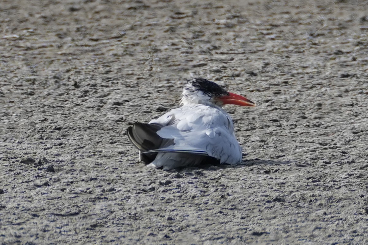 Caspian Tern - ML616206173