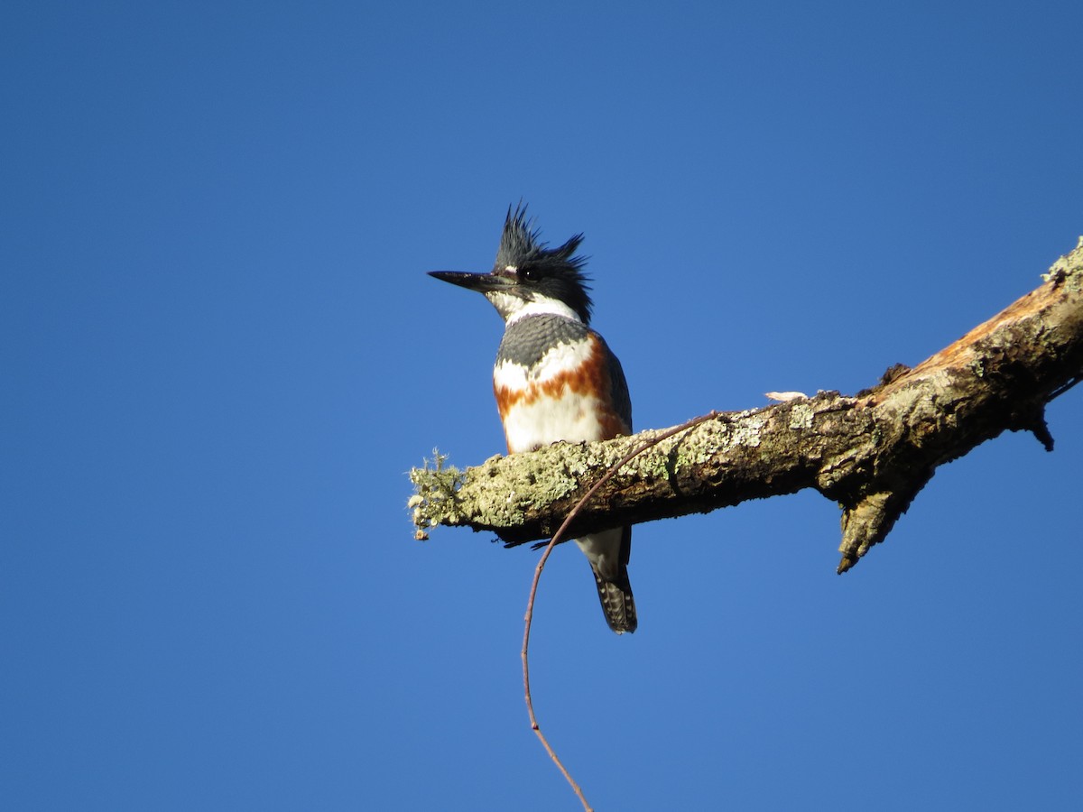 Belted Kingfisher - ML616206178