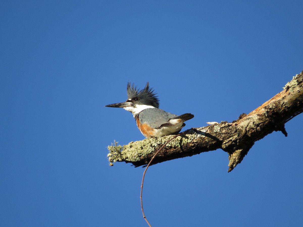 Belted Kingfisher - ML616206180