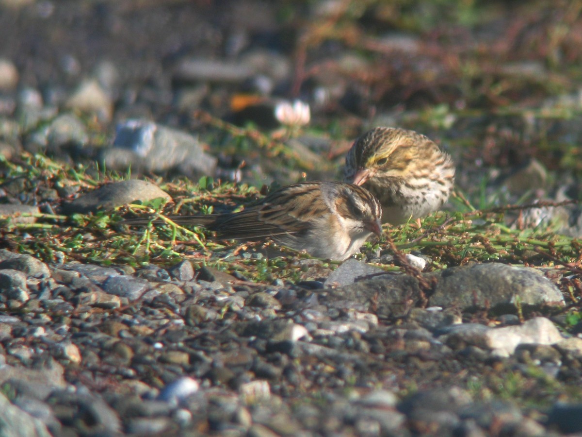 Clay-colored Sparrow - ML616206181