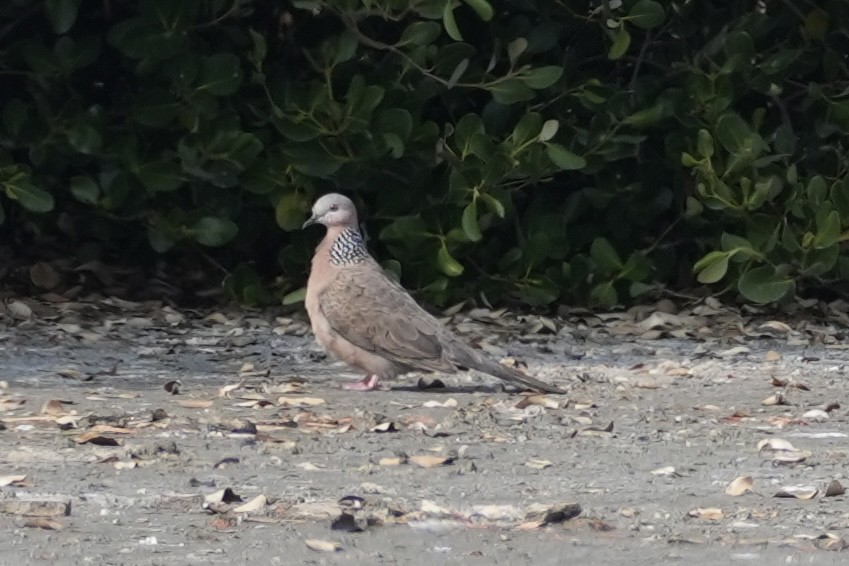 Spotted Dove - ML616206249