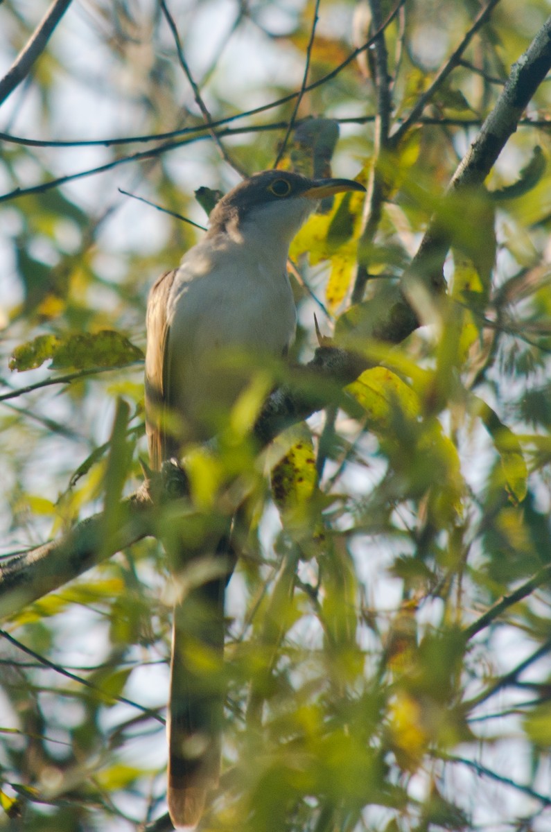 Cuclillo Piquigualdo - ML616206250