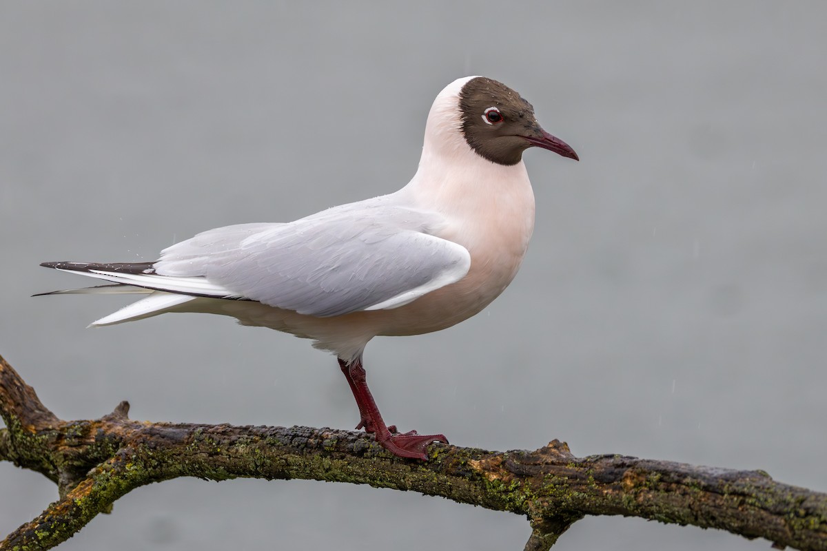 Black-headed Gull - ML616206307