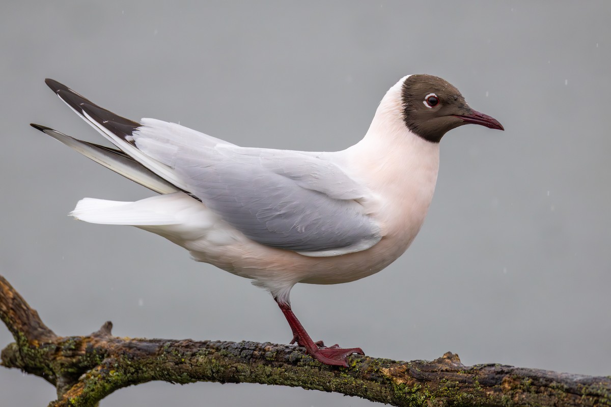 Black-headed Gull - Alexis Lours