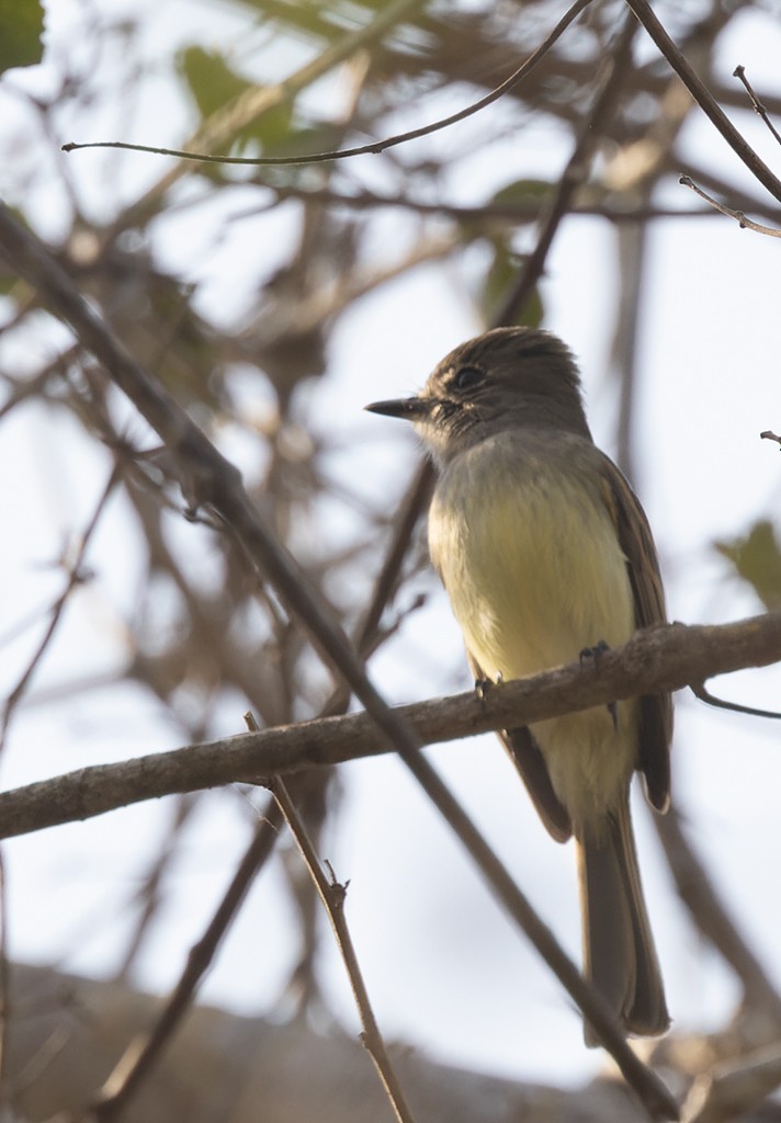 Flammulated Flycatcher - ML616206316