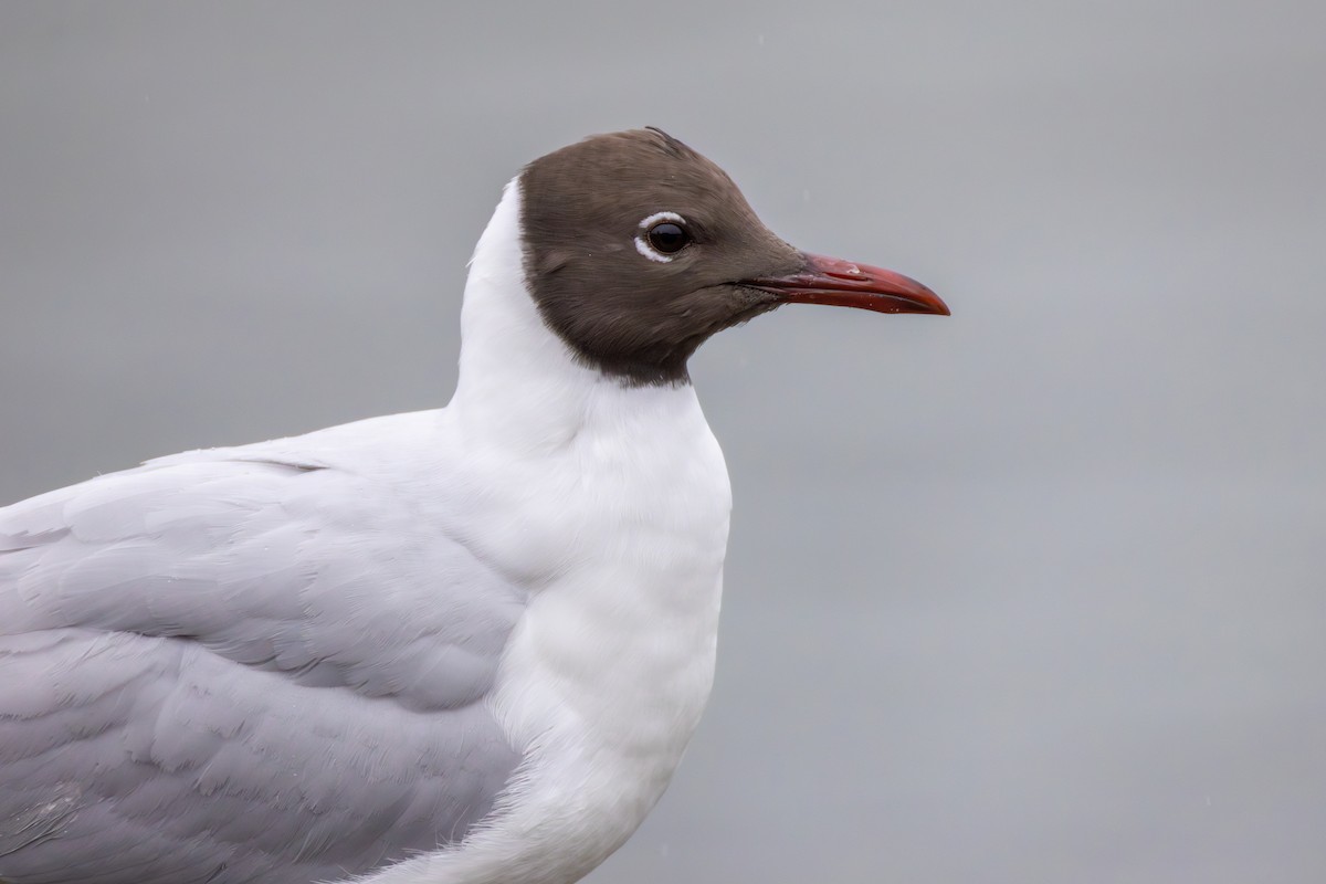 Black-headed Gull - ML616206326