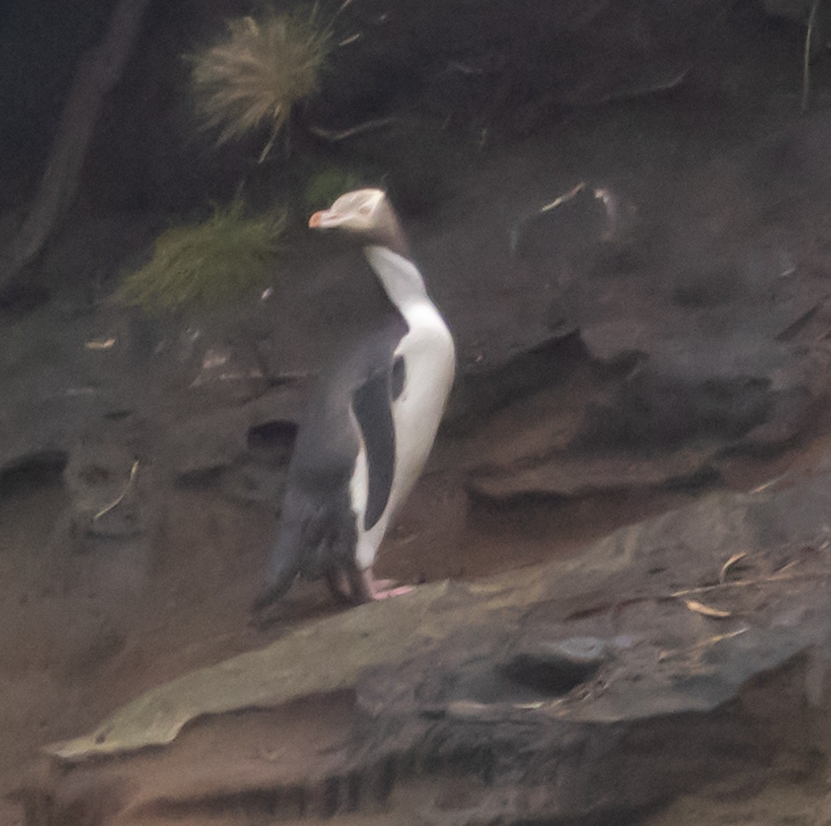 Yellow-eyed Penguin - ML616206489