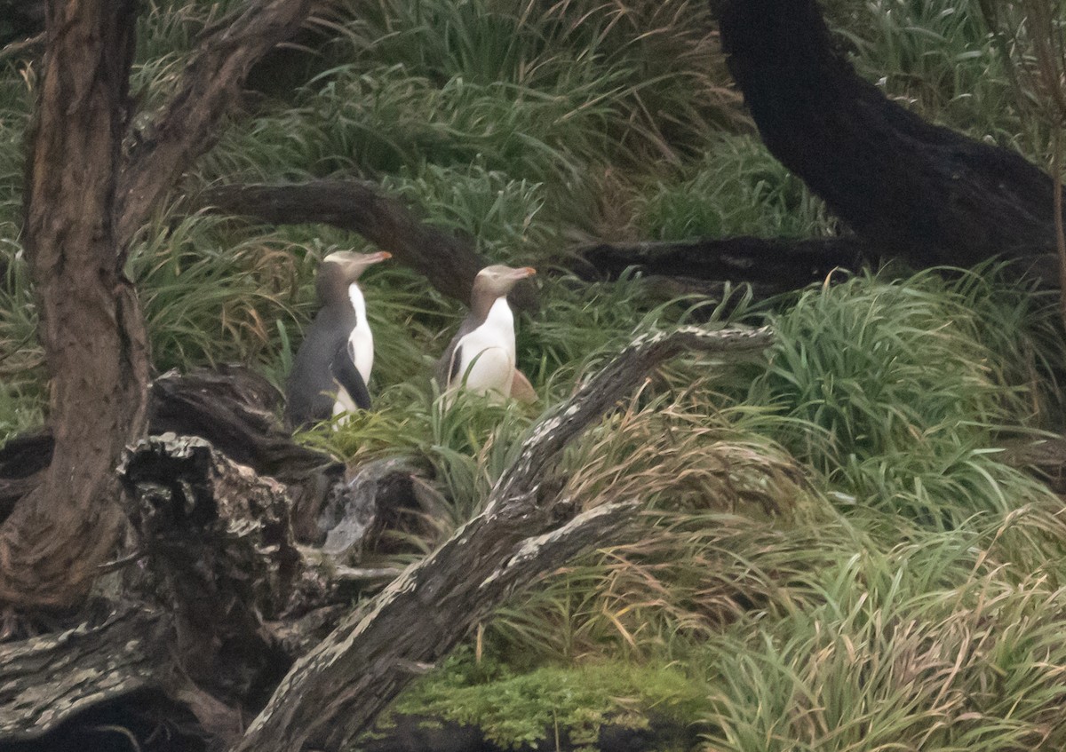 Yellow-eyed Penguin - Greg Schrader