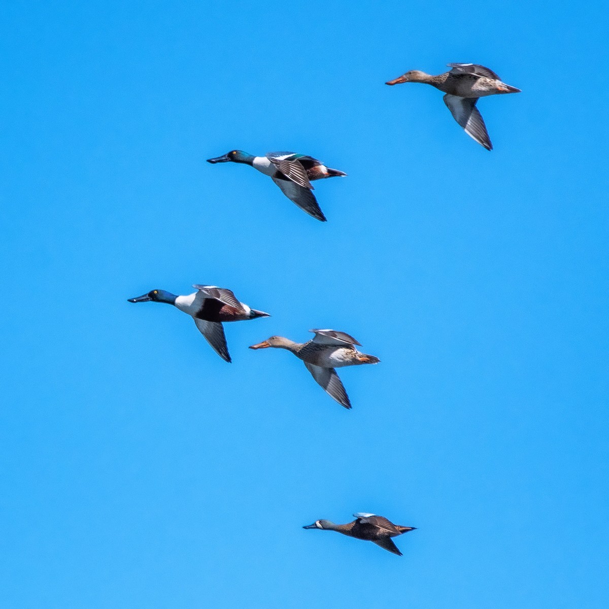 Northern Shoveler - ML616206492