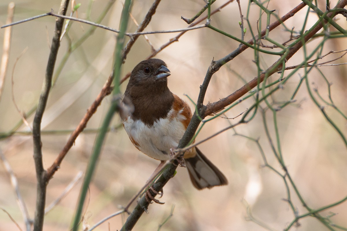 Eastern Towhee - ML616206520