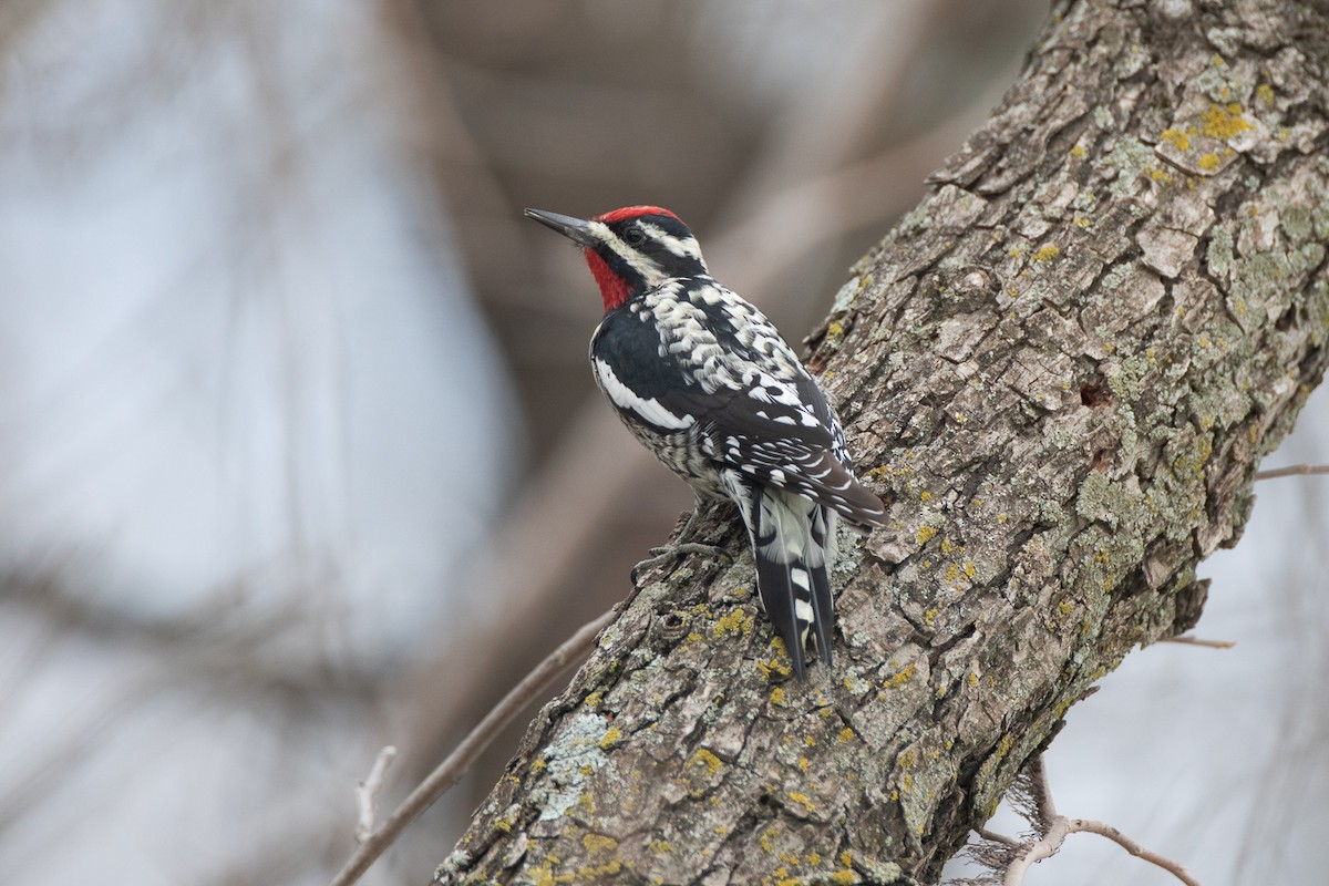 Yellow-bellied Sapsucker - ML616206544