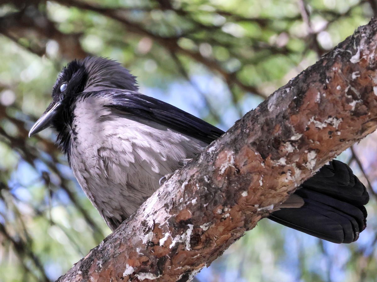 Hooded Crow - ML616206589