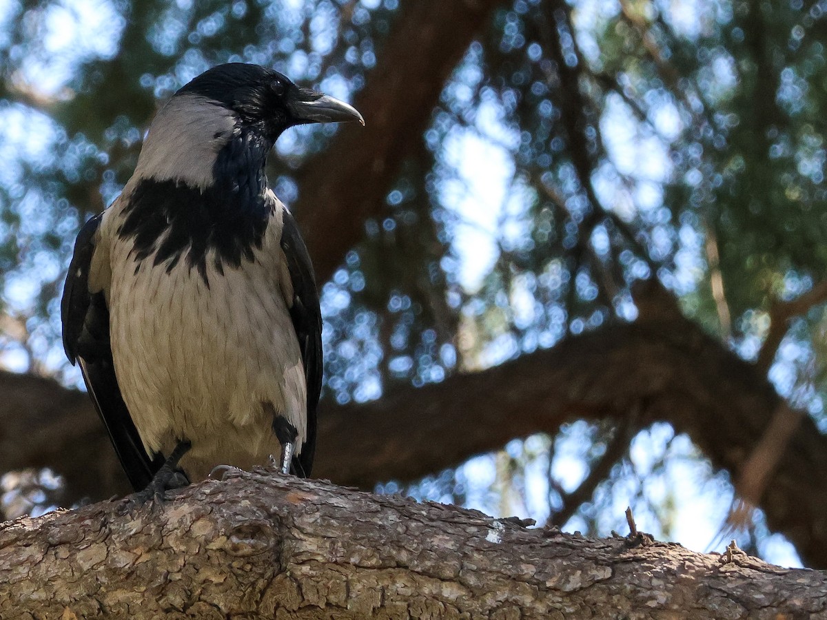 Hooded Crow - ML616206599