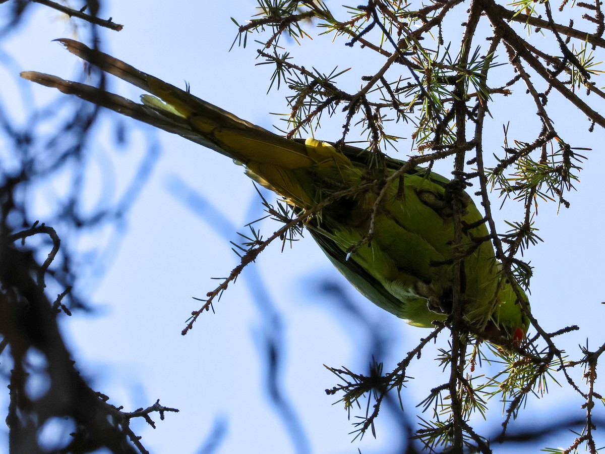 Rose-ringed Parakeet - ML616206608