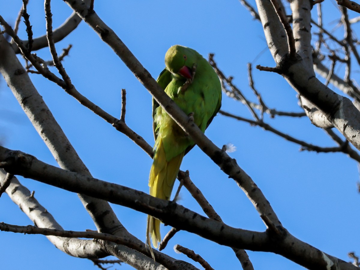 Rose-ringed Parakeet - ML616206610