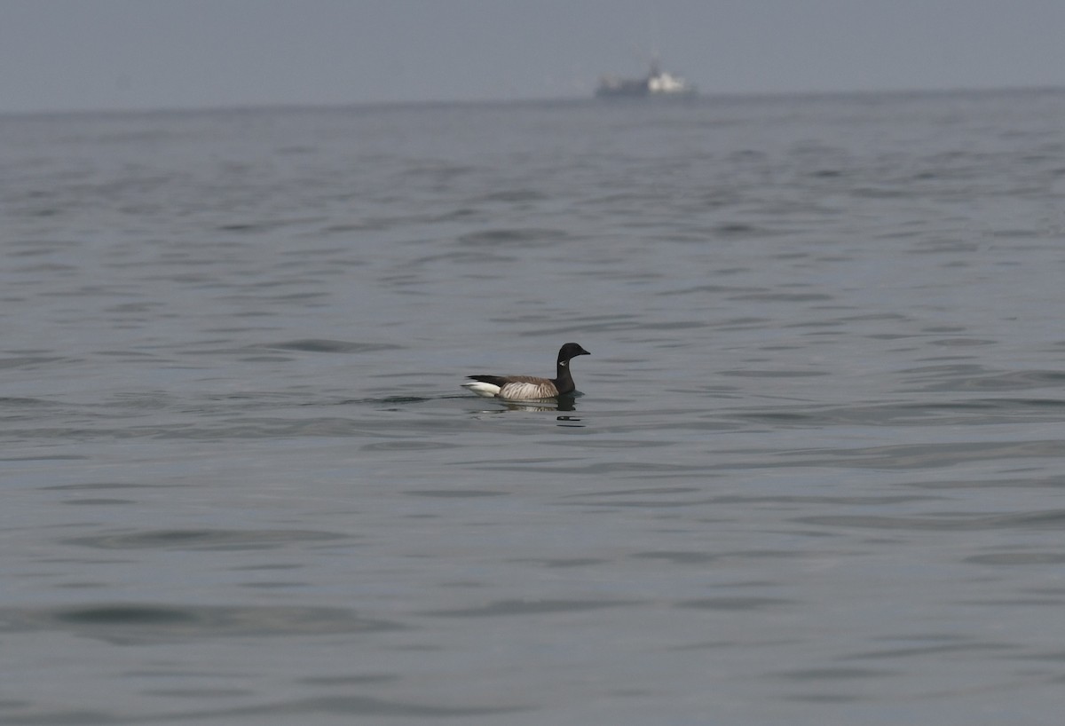 Brant (Atlantic) - ML616206625