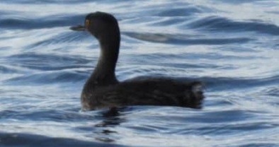 Least Grebe - ML616206679