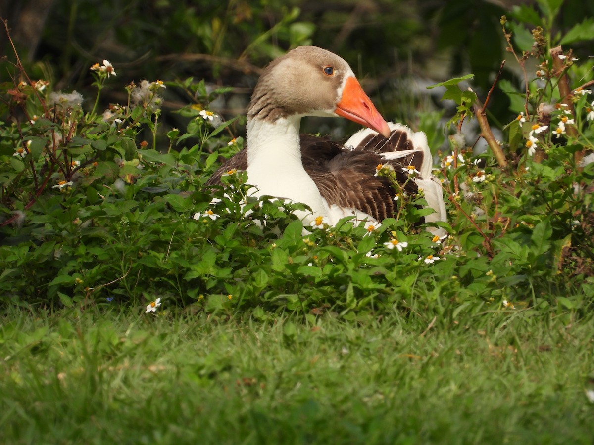 Graylag Goose - ML616206810