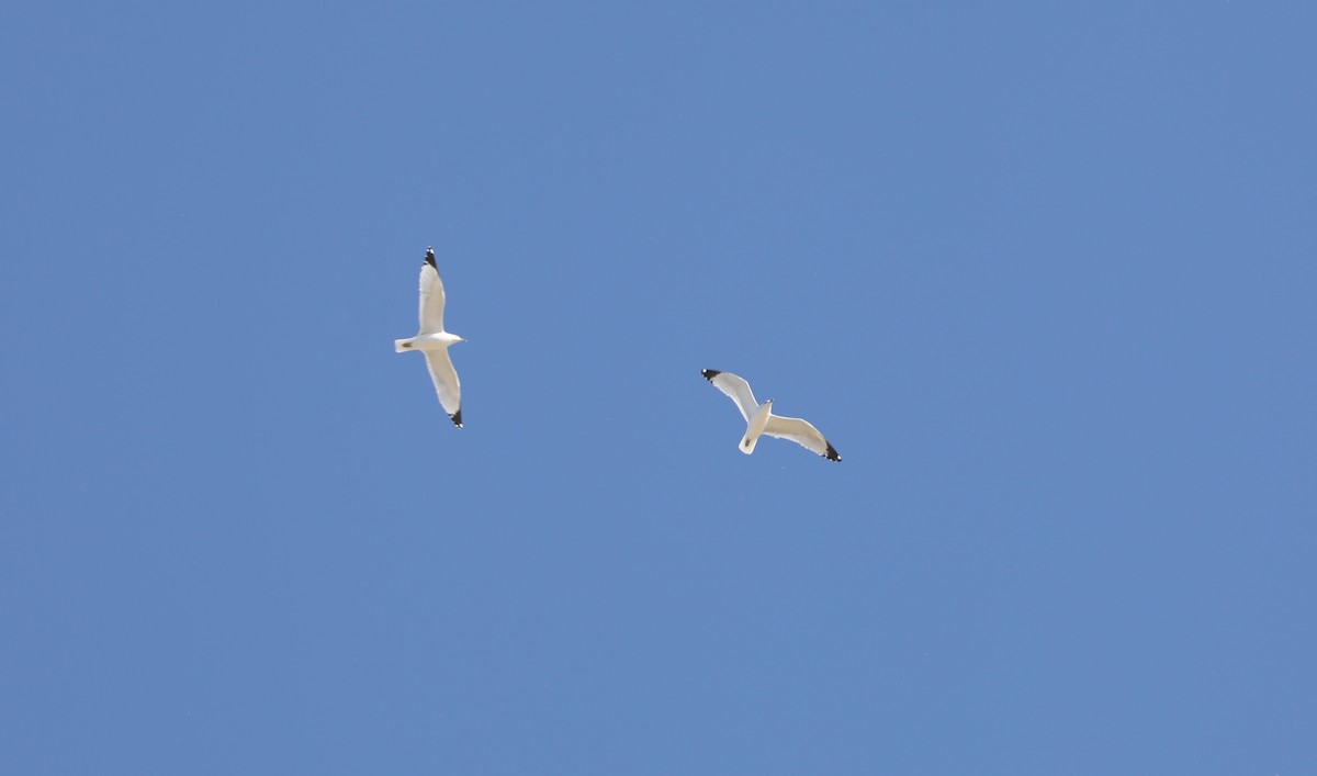 Ring-billed Gull - ML616206819