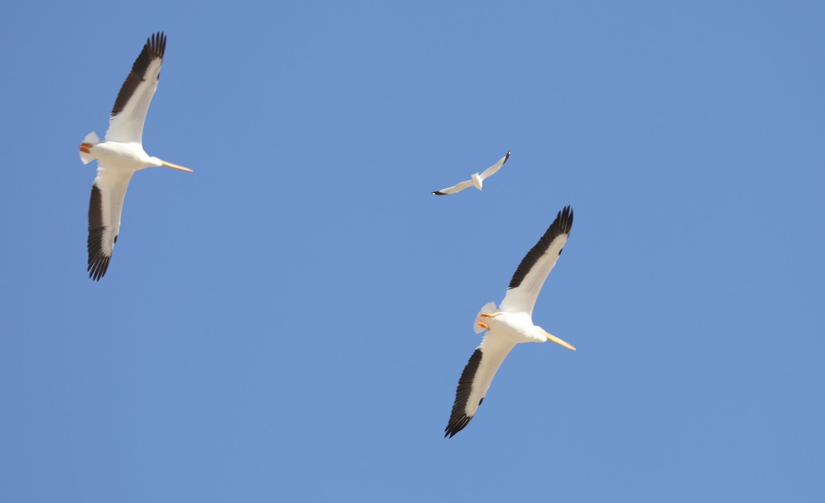 Ring-billed Gull - ML616206821