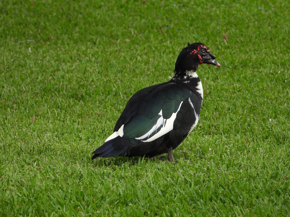 Muscovy Duck (Domestic type) - ML616206822