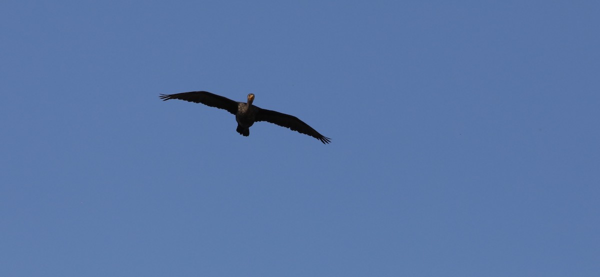 Double-crested Cormorant - ML616206832