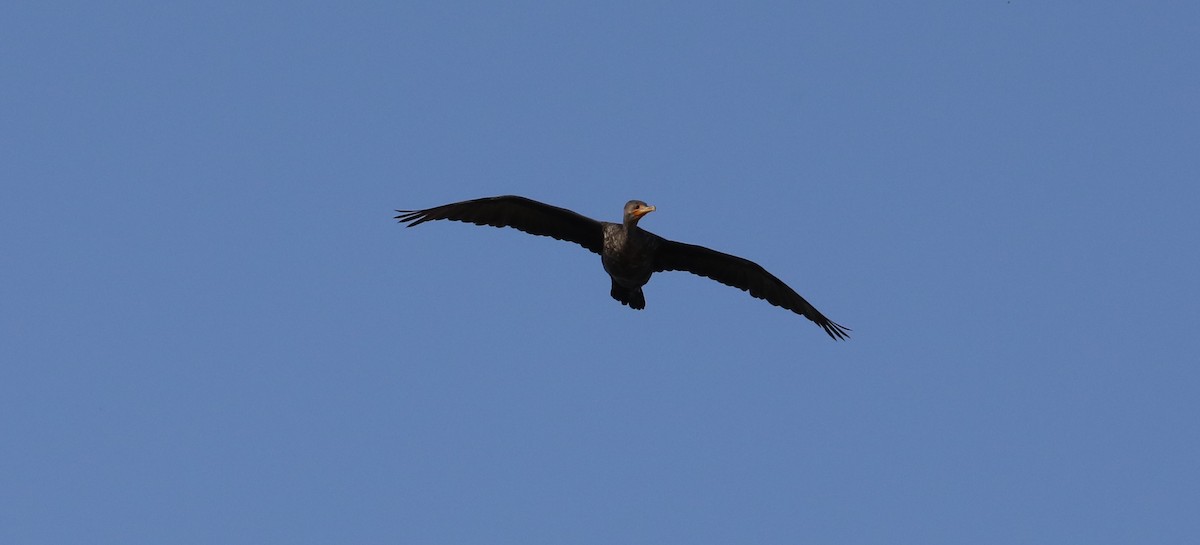 Double-crested Cormorant - ML616206834