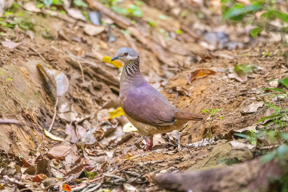 White-faced Quail-Dove - ML616206835