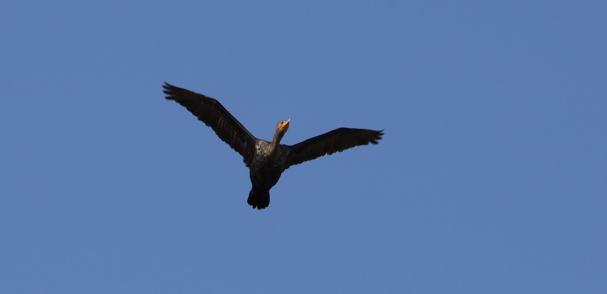 Double-crested Cormorant - ML616206836