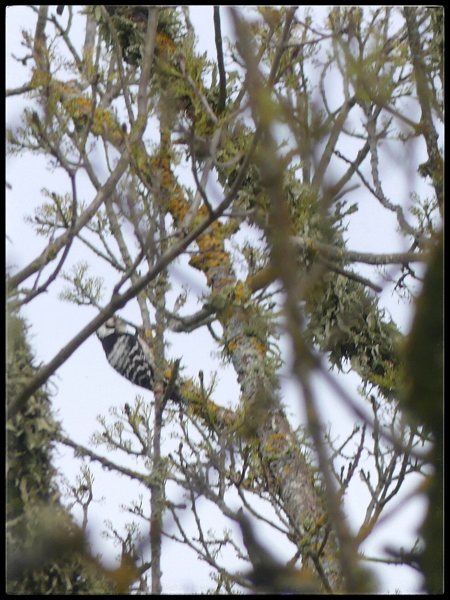 Lesser Spotted Woodpecker - Tino Fernandez