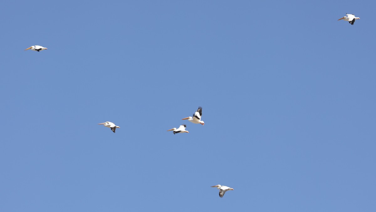 American White Pelican - ML616206855