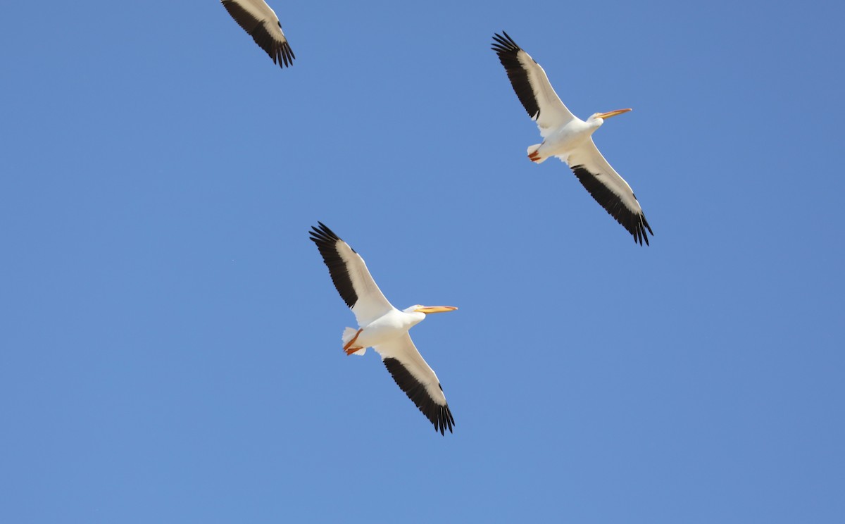 American White Pelican - Diane Eubanks