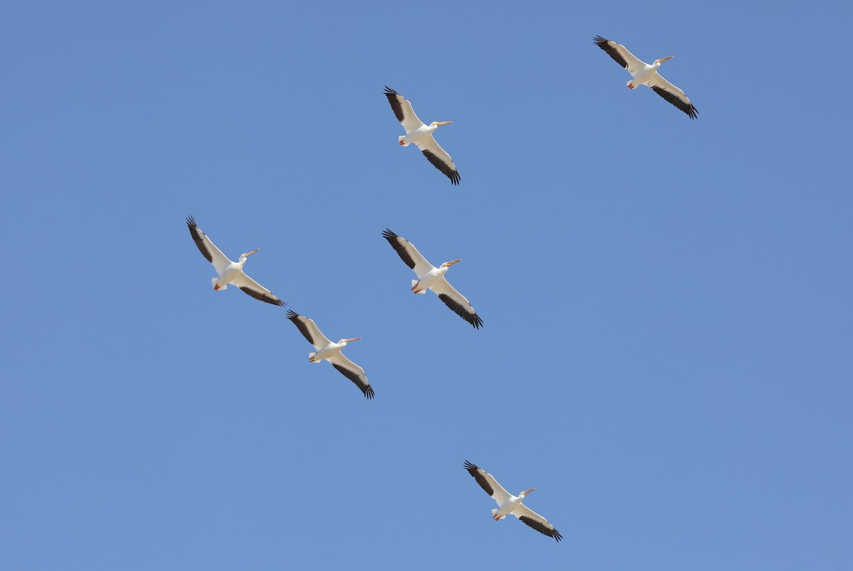pelikán severoamerický - ML616206860