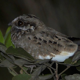 White-winged Nightjar - ML616206864