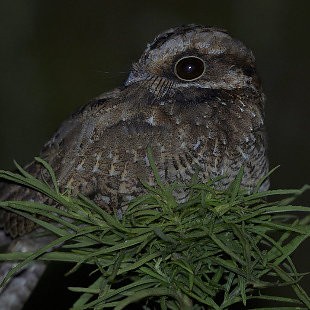 White-winged Nightjar - ML616206865