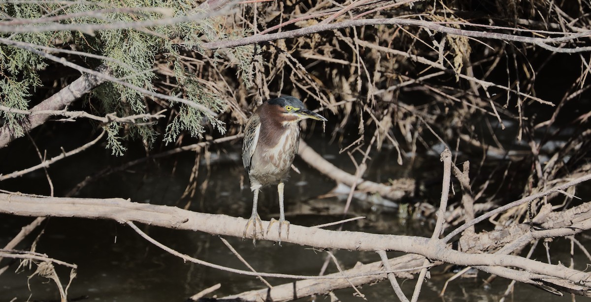 Green Heron - ML616206891