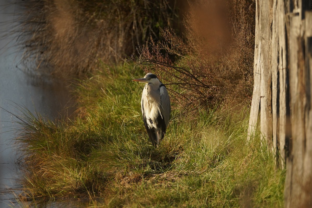 Gray Heron - ML616206974