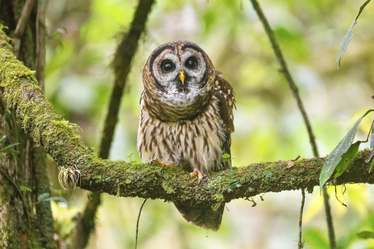 Fulvous Owl - ML616206988