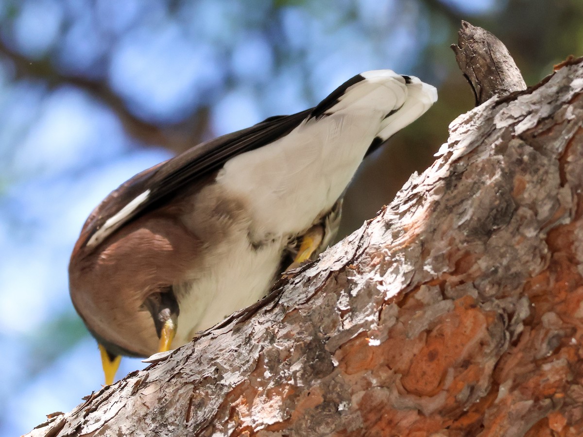 Common Myna - ML616206990