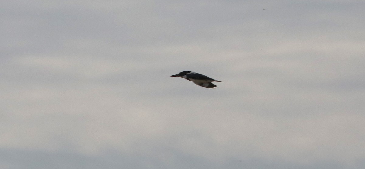 Belted Kingfisher - ML616207007