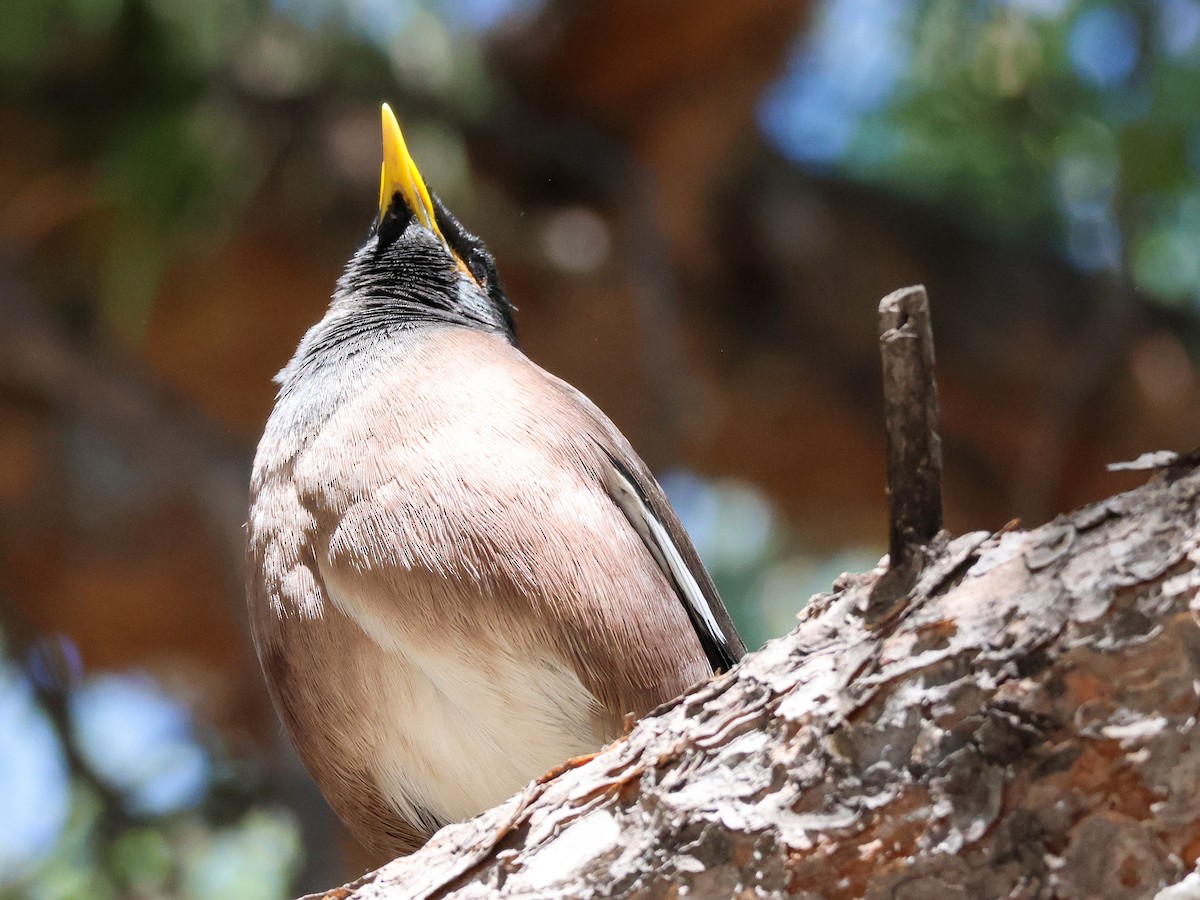 Common Myna - ML616207011