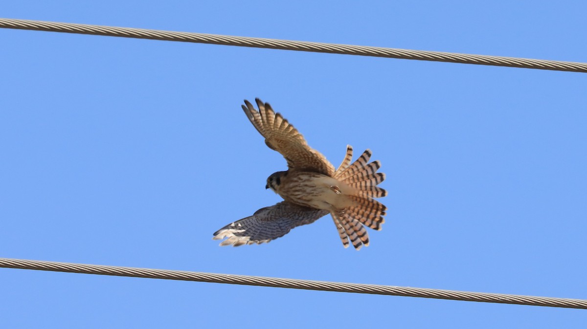 American Kestrel - ML616207014