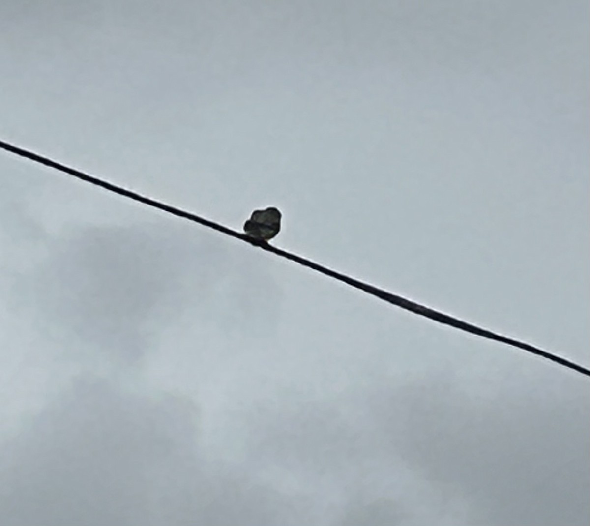 American Kestrel - Michael Tate