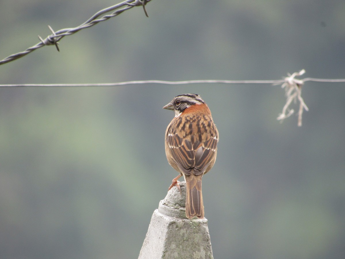 Rufous-collared Sparrow - Mariu Contreras