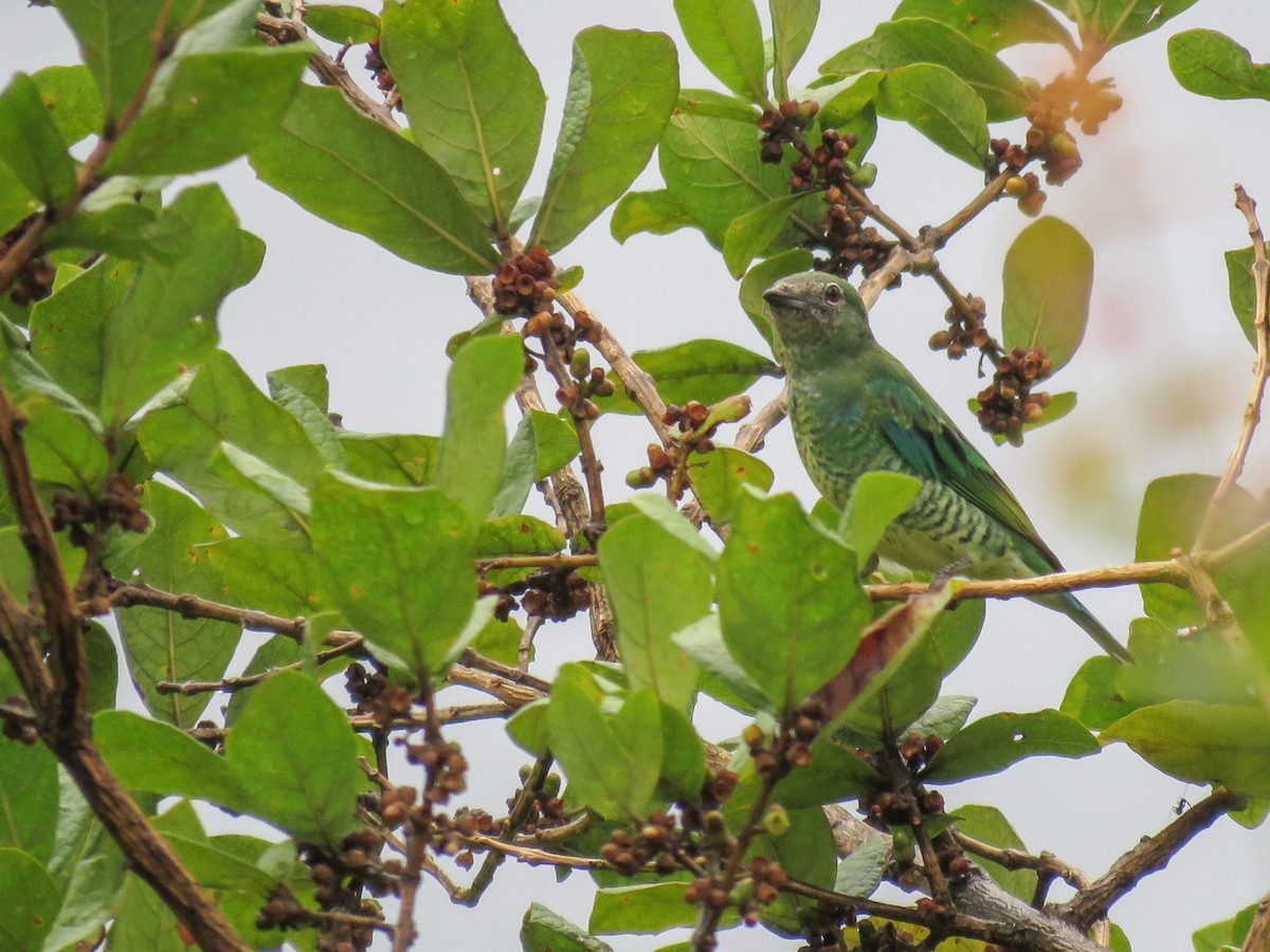 Swallow Tanager - Helberth Peixoto