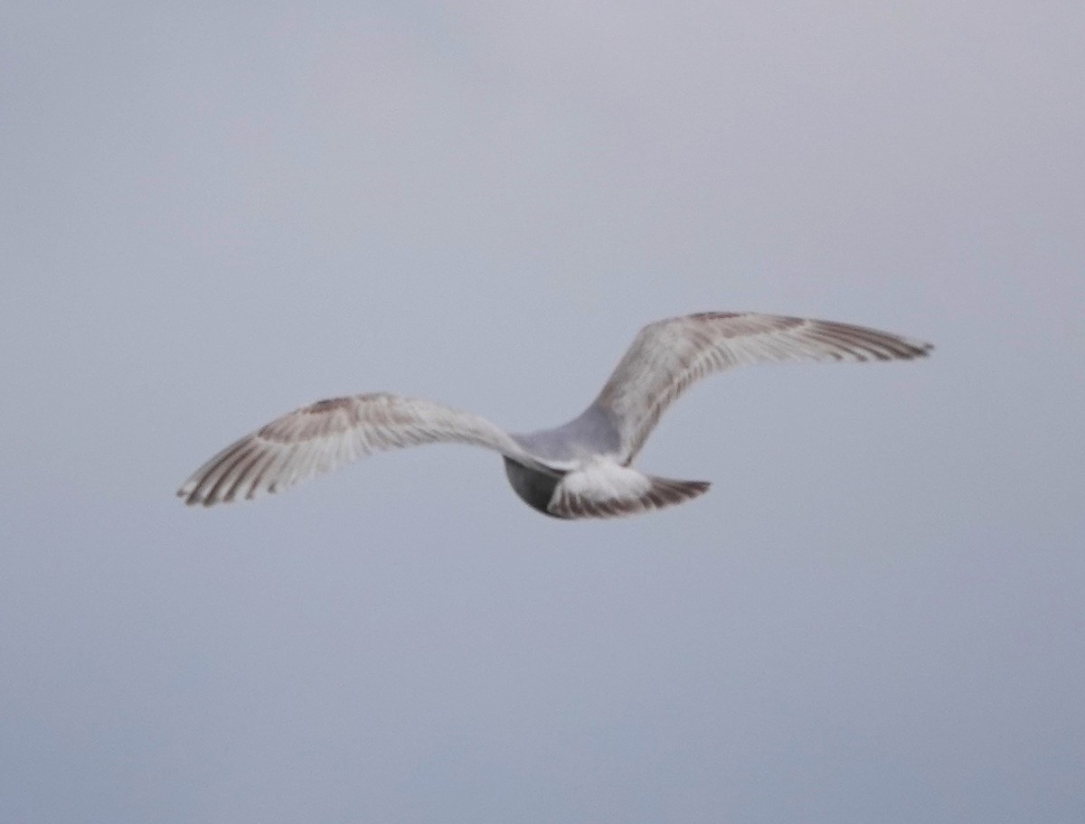 Iceland Gull - Jerry McWilliams