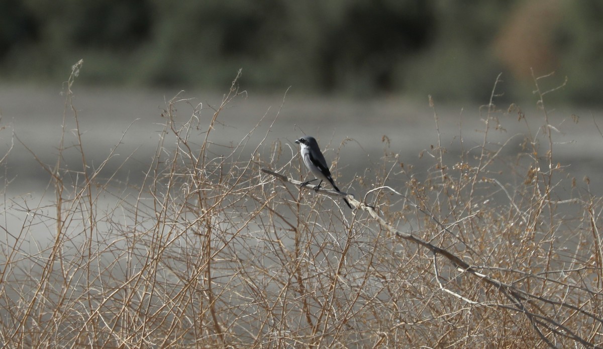 Loggerhead Shrike - ML616207120